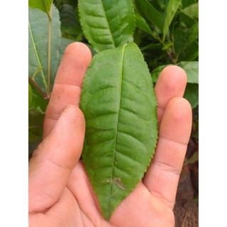 Cây trà xanh (chè xanh)