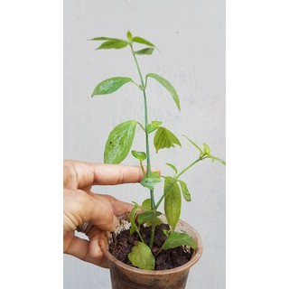 Cây lá cẩm tím (1 cây)