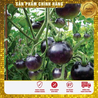 Hạt Giống Cà Chua Đen(15-20 hạt)