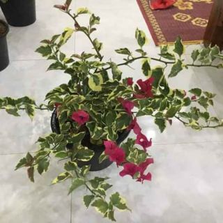 Cây giấy Cẩm thạch..... đỏ và cam.... siêu hoa