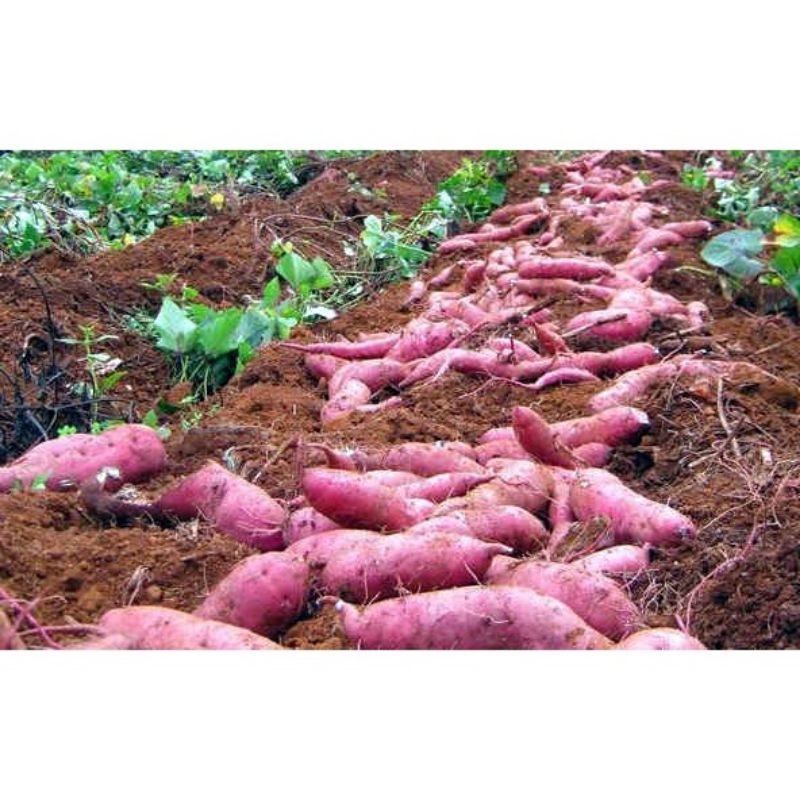 500g MKP Haifa 0-52-43 Siêu thúc ủ mầm hoa, Lớn trái, to quả, siêu ngọt quả, lớn củ. Ức chế lộc non và thúc ra hoa
