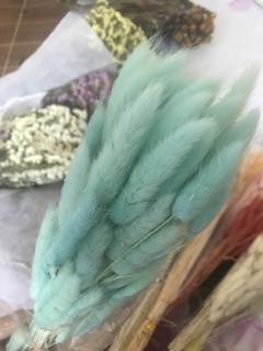 CỎ ĐUÔI THỎ NHIỀU MÀU SẮC