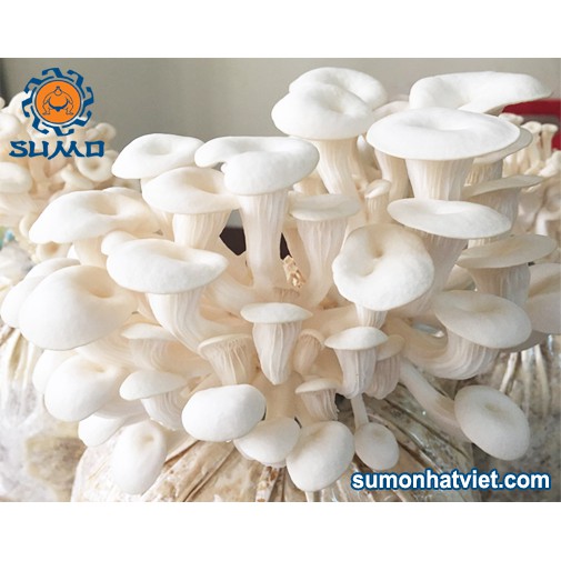 5 phôi bào ngư trắng + 5 phôi bào ngư nâu - Phôi nấm trông tại nhà