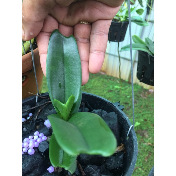 Lan đai châu buôn đôn lá mít rụt rịt giá 99k một chậu