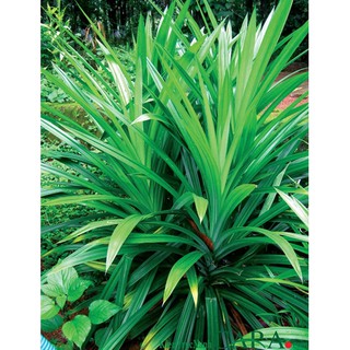 Bột Lá Dứa – Bột Lá Nếp 200g