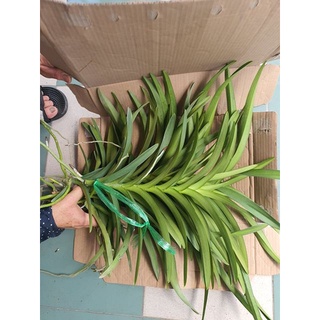 Combo 5 Cây Lan Con Mokara [Nhiều màu]