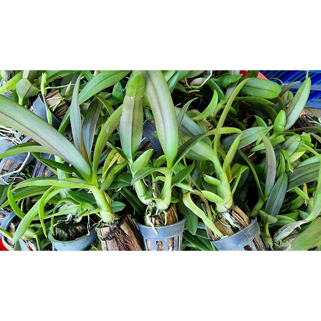 CỰC SỐC  dendro nắng bà liểu xưa dể trồng dể hoa
