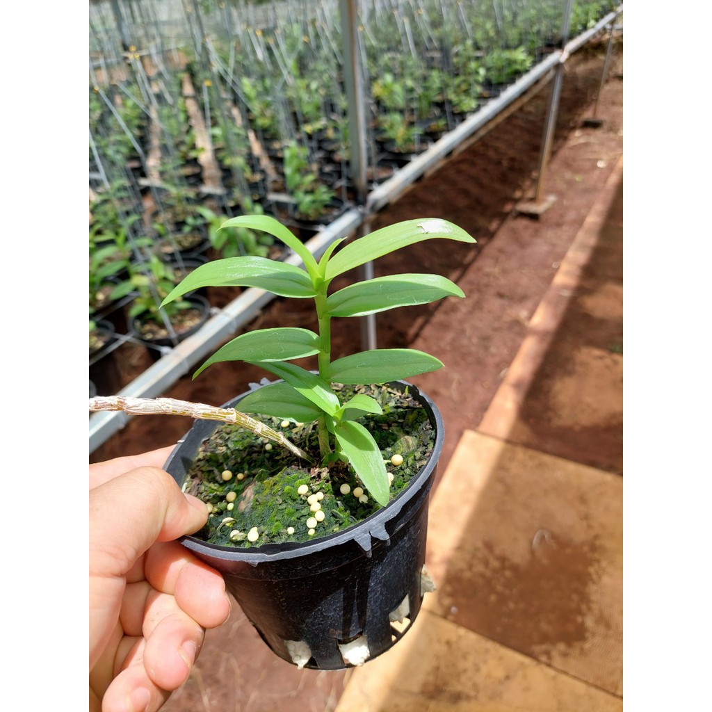 Phi điệp ÁM MẮT XƯỚC EASO cây thân xanh gieo hạt khỏe mạnh, xanh sạch - VƯỜN LAN KIÊN ANH AMXESTX