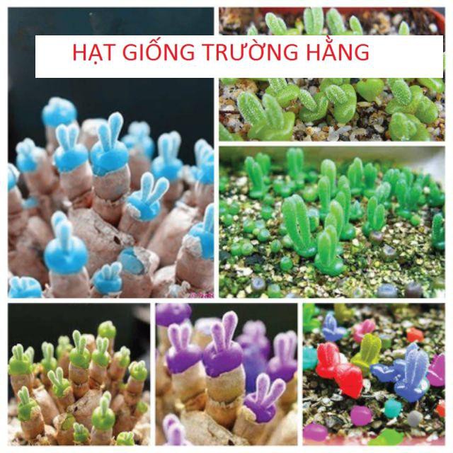 Hạt gióng cây tai thỏ mix màu 20 hạt