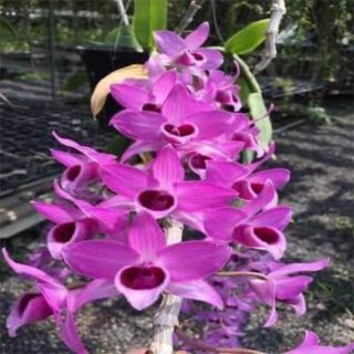 Hoa lan trầm rồng đỏ giống