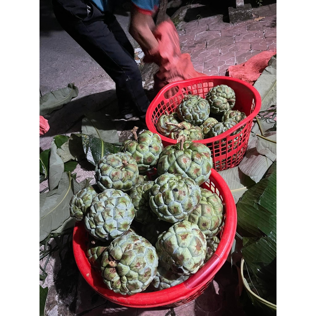 Quả Na Rừng Tây Bắc  99k/1Kg