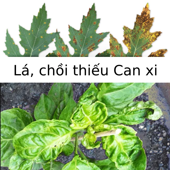 [Chính Hãng giá Xưởng]500ml phân bón lá Canxi, siêu lân-phốt pho cho hoa hồng, lan chuẩn phương pháp ủ phân hữu cơ