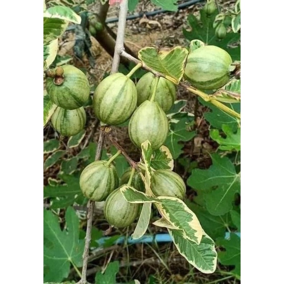 cây ổi cẩm thạch giống
