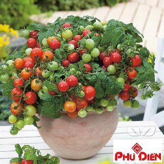 30 hạt giống cà chua bi lùn đỏ phú điền