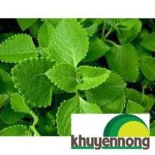 100 hạt giống húng chanh