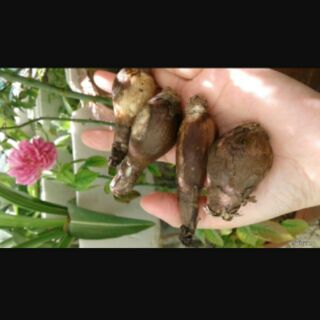 1 Củ bỉ ngạn mix màu