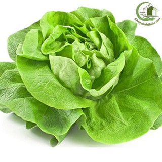 Hạt giống rau xà lách