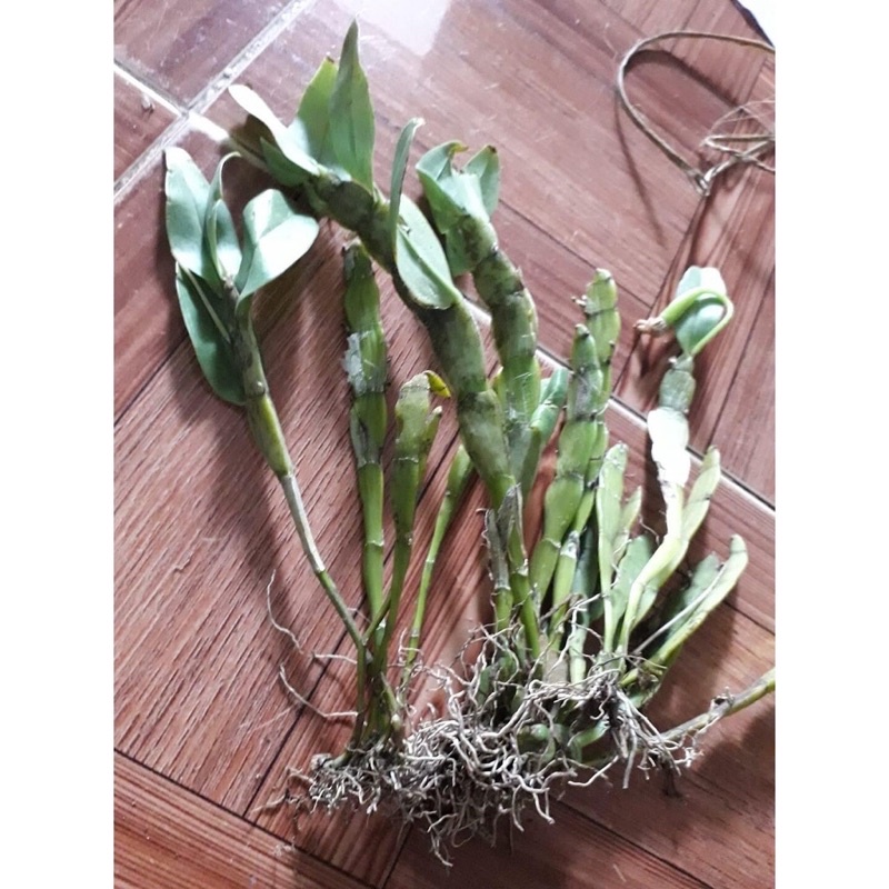 Hoa Lan quý hiếm Trần Tuấn sỉ 20k