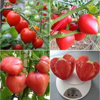 Hạt giống cà chua trái tim đỏ 30 hạt ( tặng kèm 3 viên nén ươm hạt )