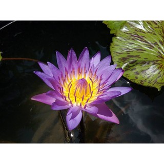 ( RẺ VÔ ĐỊCH)- Cây Hoa súng thái lan tím huế