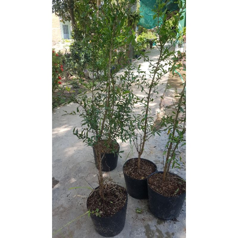 Cây Lựu Đỏ Cao 60cm