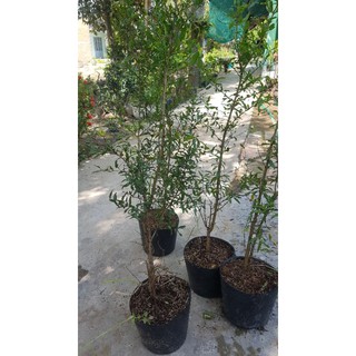 Cây lựu đỏ cao 60cm