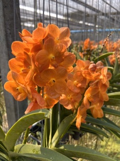 Hoa lan Vanda size cây giống
