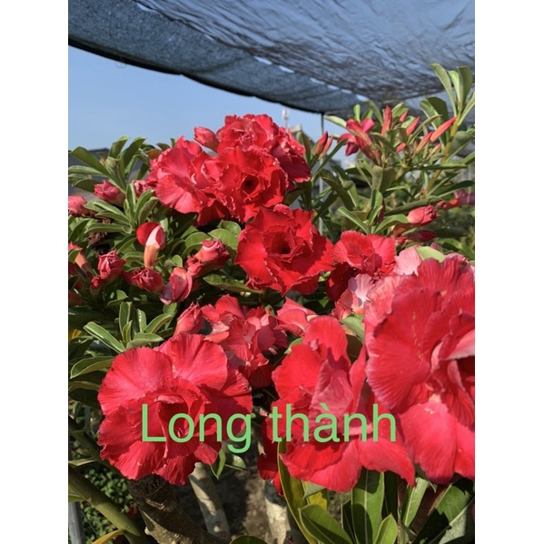 Cây sứ thái ghép giống mới