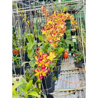HOA LAN CHỚP VÀNG ĐỎ XỔ 5%