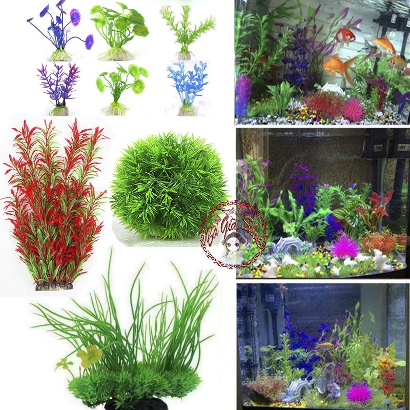 Cây trang trí bể cá cây thủy sinh giả