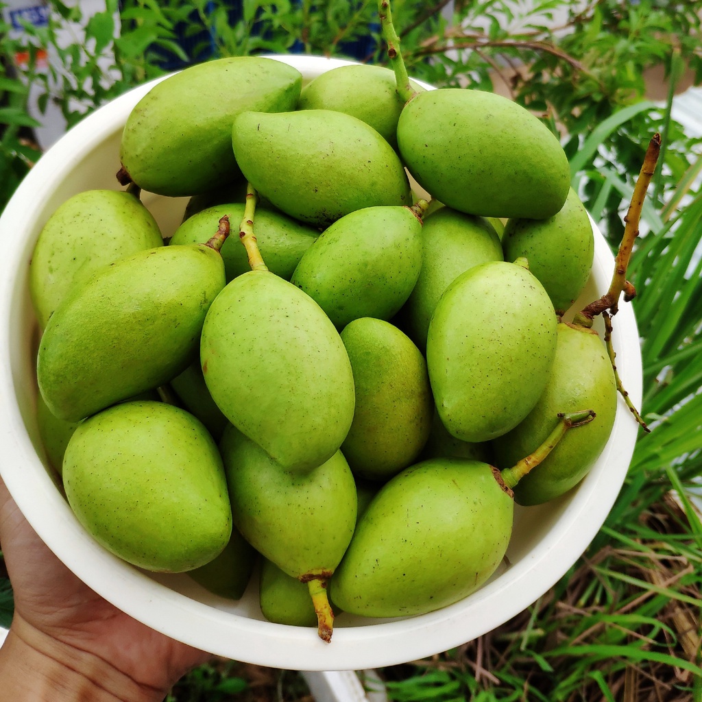 Xoài Non Mắm Ruốc Thái Lan Sisa