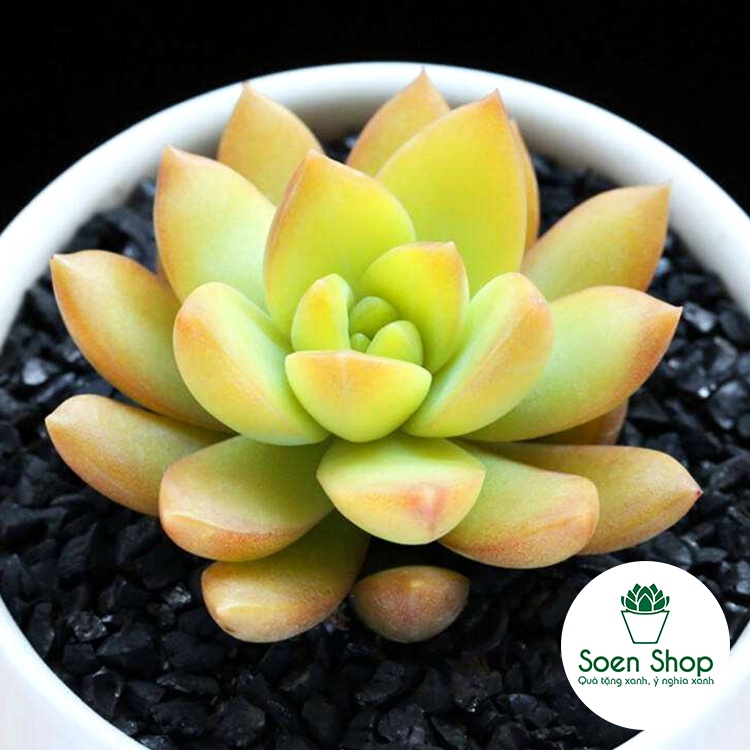 Sen đá Đá Xanh Full Size đã thuần khí hậu, sen đá vỉ size mini để bàn, Siêu khỏe, trang trí decor phòng