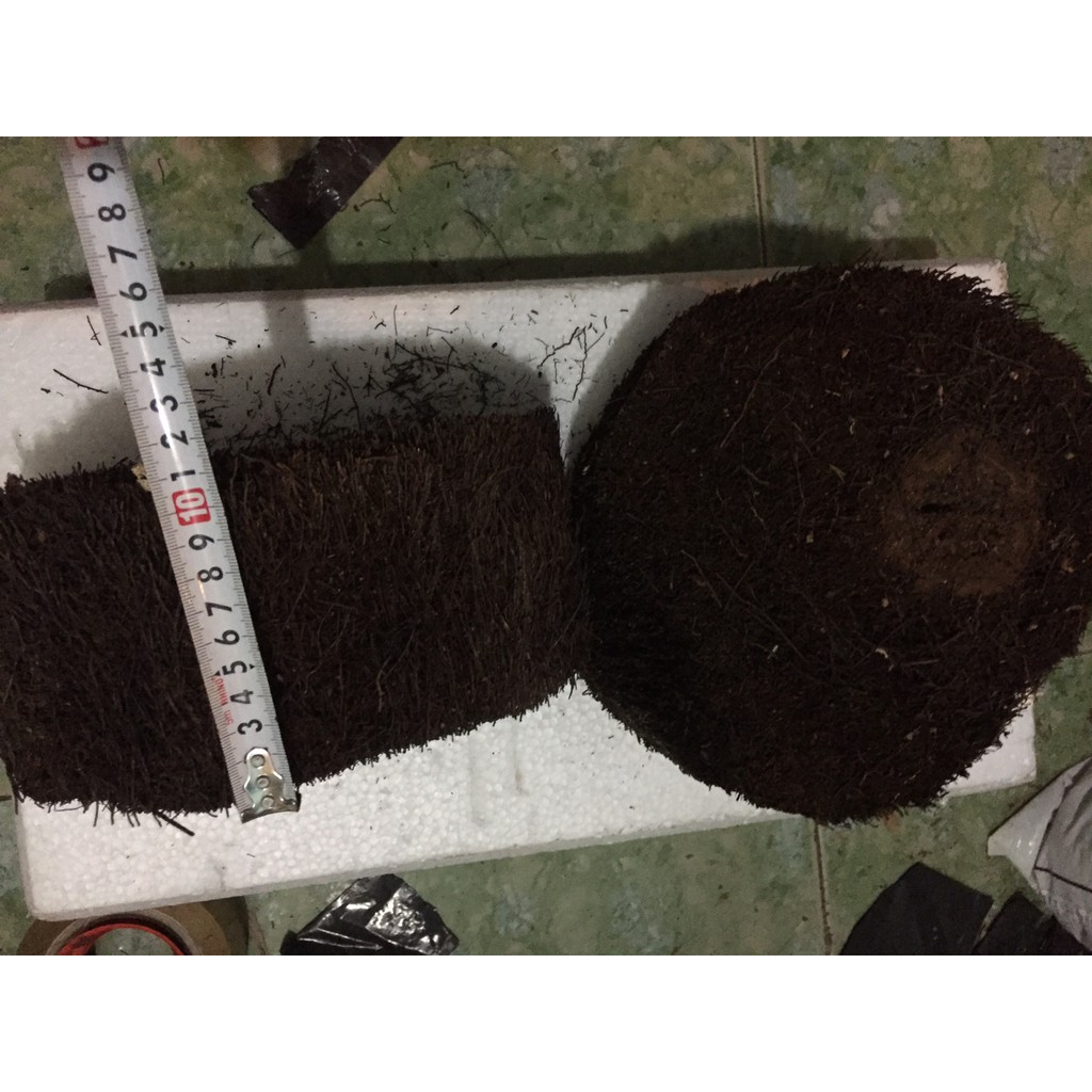 Cặp dớn ghép lan đường kính trên 20cm cao 10 cm