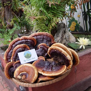 Nấm Linh Chi Rừng (Hồng Chi Việt Nam)