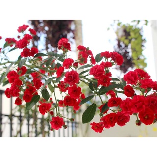 Hoa hồng leo Red Fairy Rose - hoa siêu chùm, say hoa