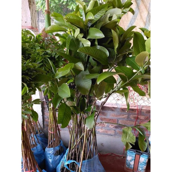 cây giống tai chua