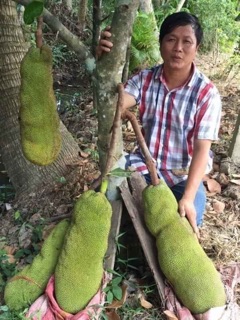 Mít malai khổng lồ