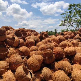 Gáo dừa thô nguyên liệu - Gáo cắt đôi | Gáo gà