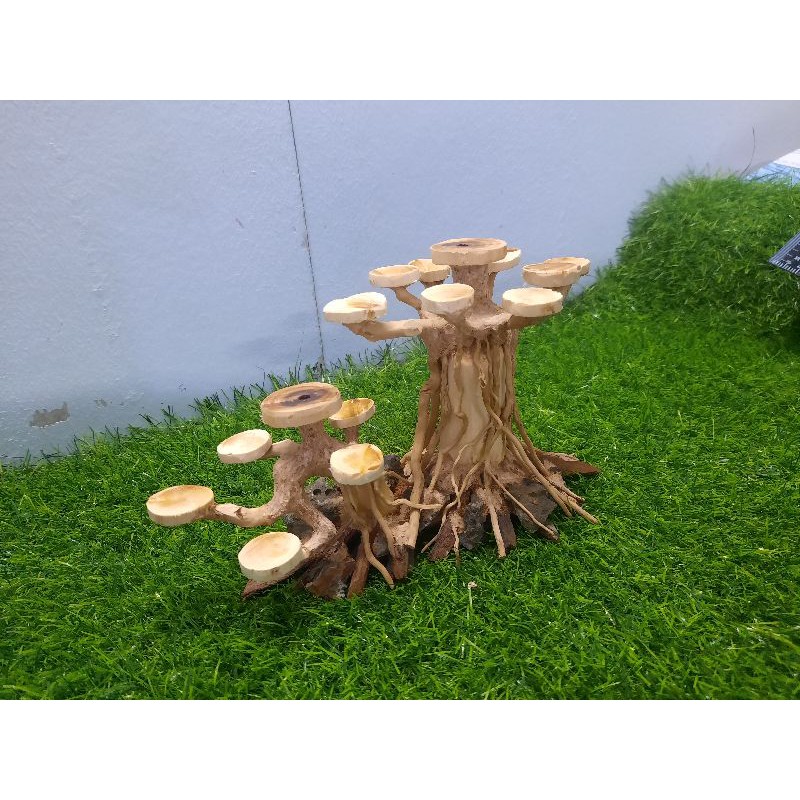 Lũa bon sai cấy nana