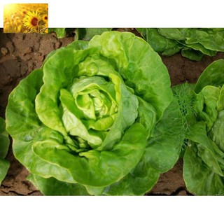 Hạt Giống Rau Xà Lách Cuốn Xanh Ngon Dễ Trồng (10 gr) - MUA 3 TẶNG 1 CÙNG LOẠI