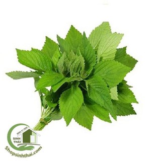 Hạt giống rau thơm kinh giới