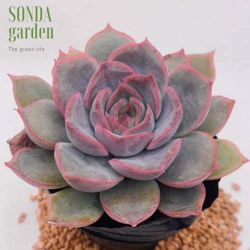 Sen đá hồng cánh cứng SONDA GARDEN size bé 5-8cm, xuất xứ Đà Lạt, khoẻ đẹp, lỗi 1 đổi 1