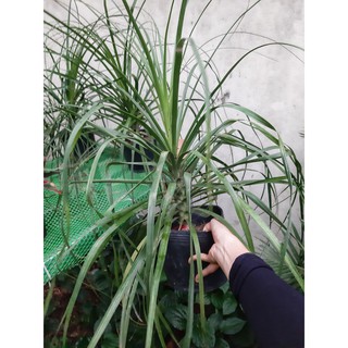 Cây lan bình rượu (chỉ giao hỏa tốc HCM)