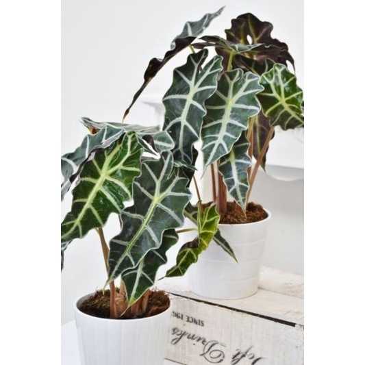 Môn quan âm - Alocasia Polly