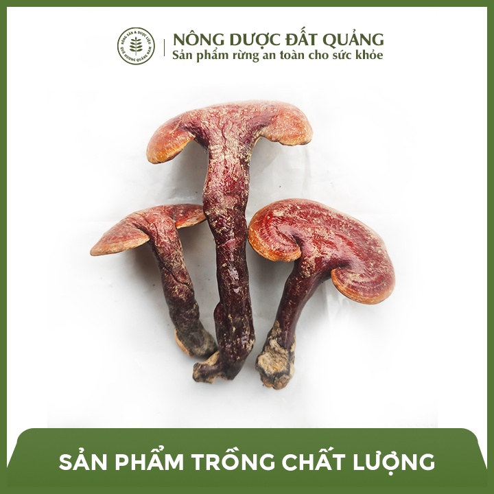1KG Nấm lim xanh thảo dược quý Quảng Nam nguyên chất
