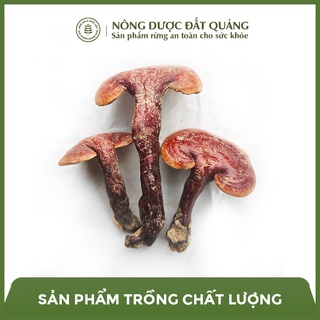 1KG Nấm lim xanh thảo dược quý Quảng Nam nguyên chất