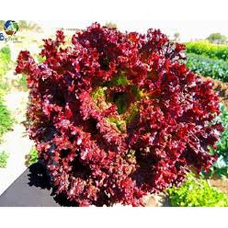 2G Hạt giống Xà Lách Lollo Rosa Lá Đỏ Hạt giống rau hoa quả bốn mùa dễ chồng