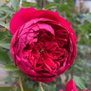 Hoa hồng Autunm Rouge Rose - hồng bụi, hoa thơm