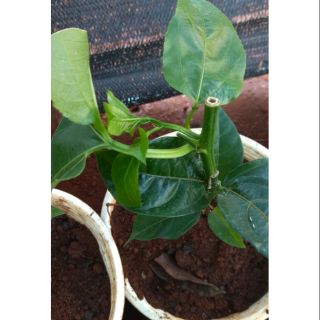 Cây giống Chanh dây Tím - Đài Loan