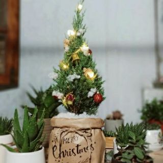 Cây 🌲 Sơn Tùng.... Cây Noenl